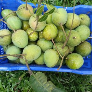প্রিমিয়াম হাঁড়িভাঙ্গা আম - ১০ কেজি